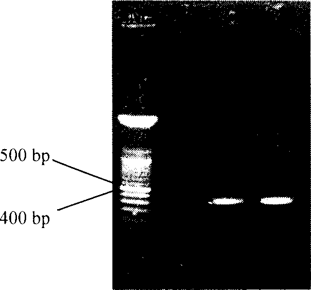 Method for increasing content of astragalus methglycoside through exogenous gene transfer technology