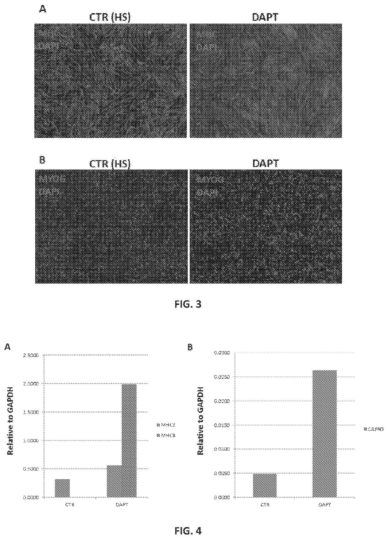 Enhanced differentiation and maturation of pluripotent stem cell-derived myogenic cells