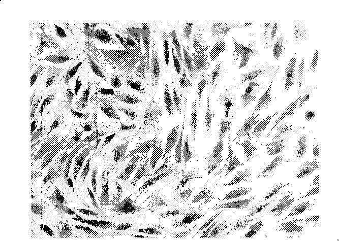 Macromolecule thiolated modified derivatives and cross-linking material thereof