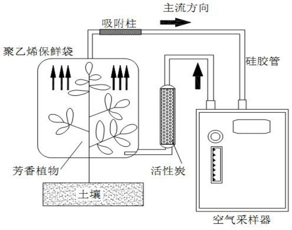 Application of marigold volatile matter beta-cyclohomocitral to prevention and treatment of Chinese wolfberry aphids