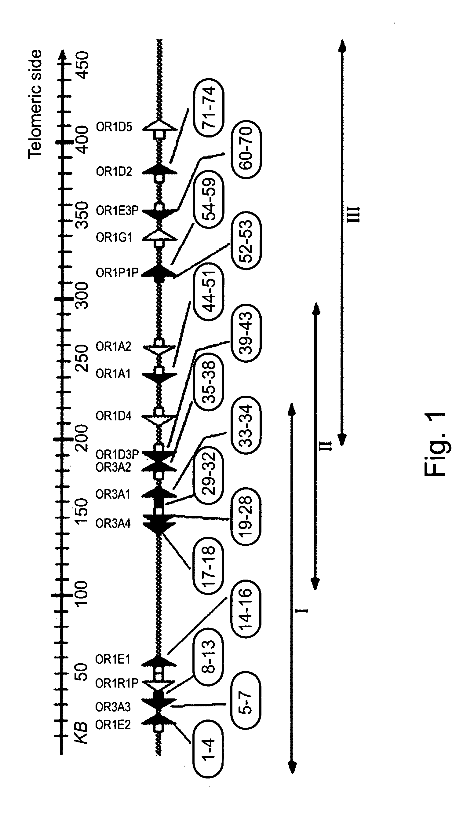 Polymorphic olfactory receptor genes and arrays, kits and methods utilizing information derived therefrom for genetic typing of individuals