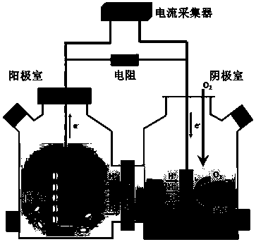 Method for evaluating influence on energy metabolism of living body caused by electromagnetic radiation by using MFC