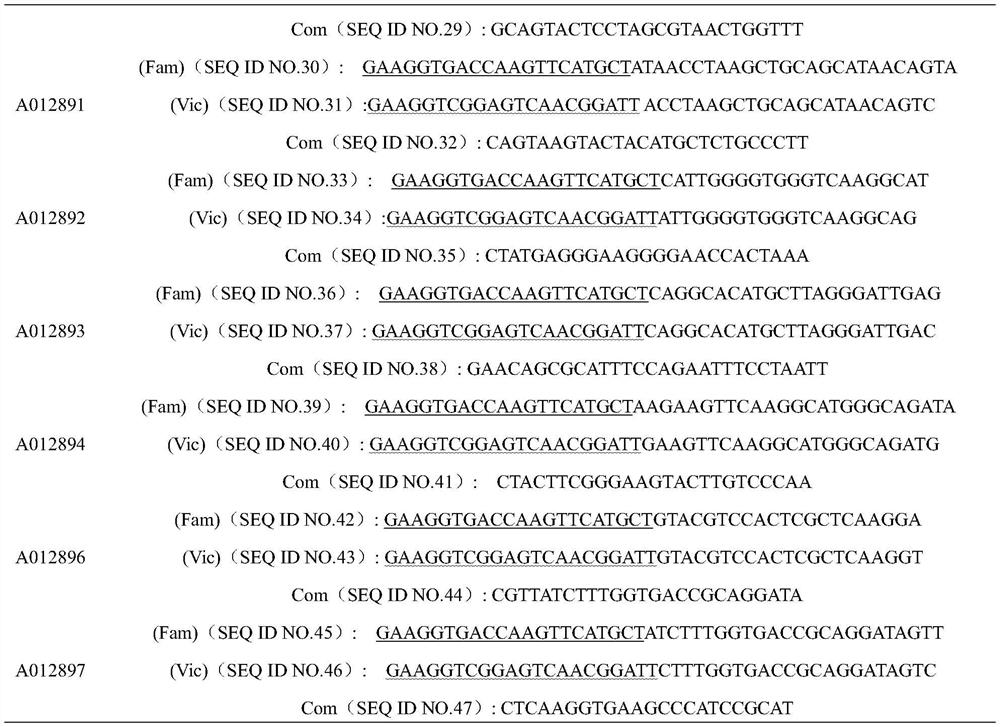 Molecular marker closely linked with stripe rust resistant genes QYrsv and swst-1BL in adult-plant stage and application of molecular marker