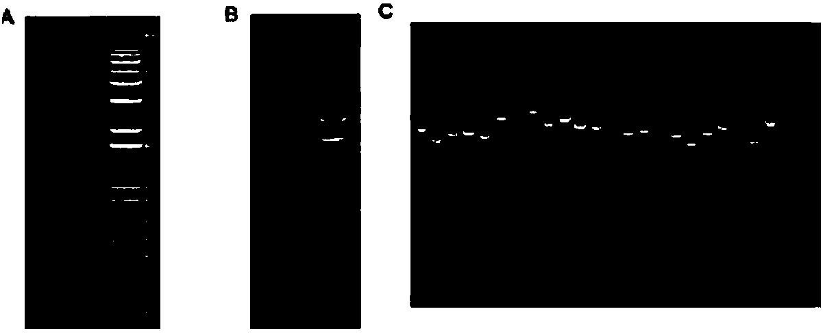 Yeast transformant for screening protein with interaction with G protein beta-gamma dimer and screening method of yeast transformant