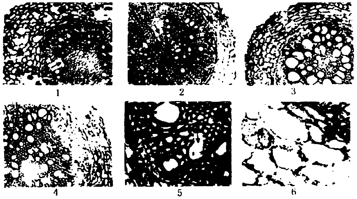 A kind of preparation method of paraffin section of eggplant rhizome tissue