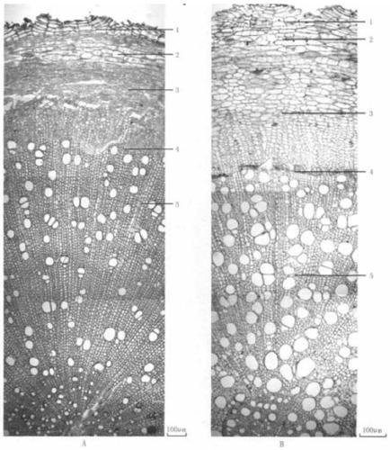 A kind of preparation method of paraffin section of eggplant rhizome tissue