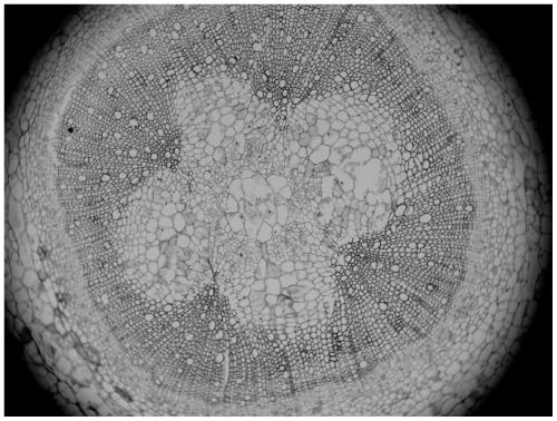 A kind of preparation method of paraffin section of eggplant rhizome tissue