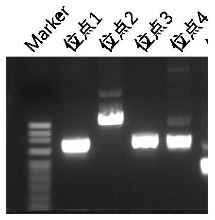 Efficient detection primers and method for AcDs whole genome loci based on NGS sequencing