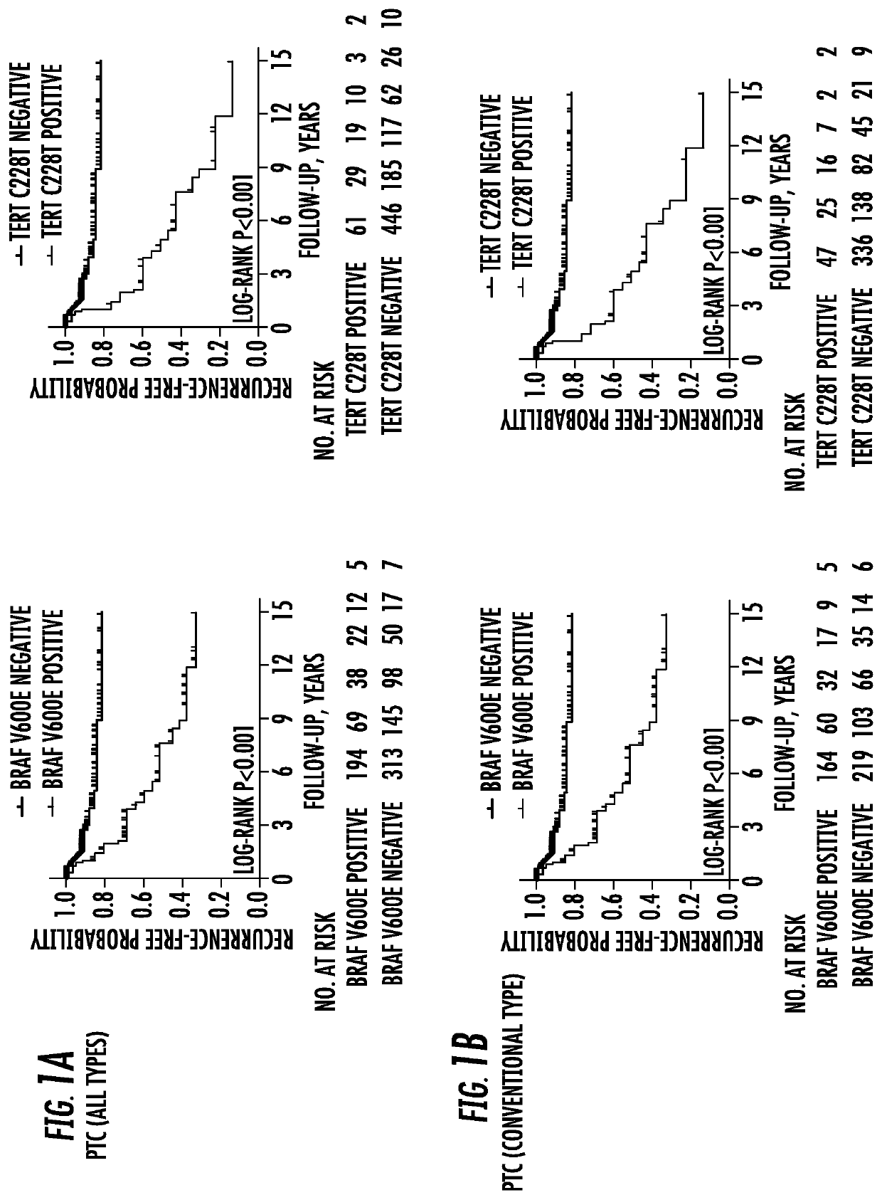 TERT and BRAF mutations in human cancer