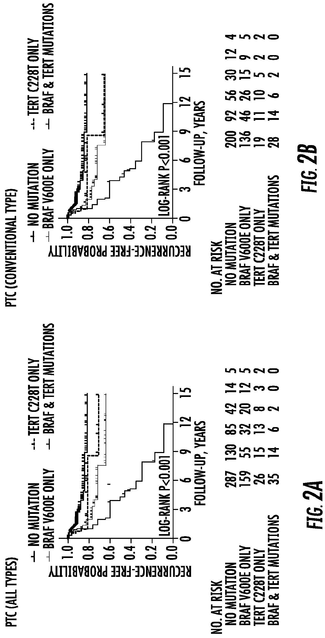 TERT and BRAF mutations in human cancer