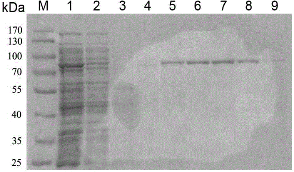 Incision alginate lyase Alg2B and coding gene, preparation and application thereof