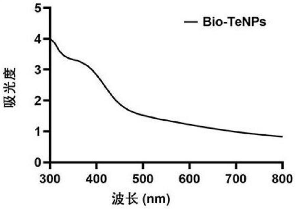 Moringa oleifera straw mediated synthesized biological tellurium nanoparticles and antibacterial and antiviral application thereof