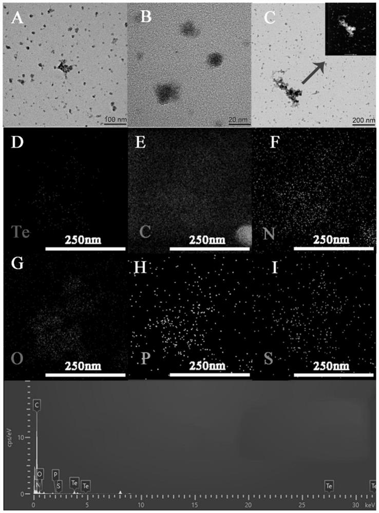 Moringa oleifera straw mediated synthesized biological tellurium nanoparticles and antibacterial and antiviral application thereof