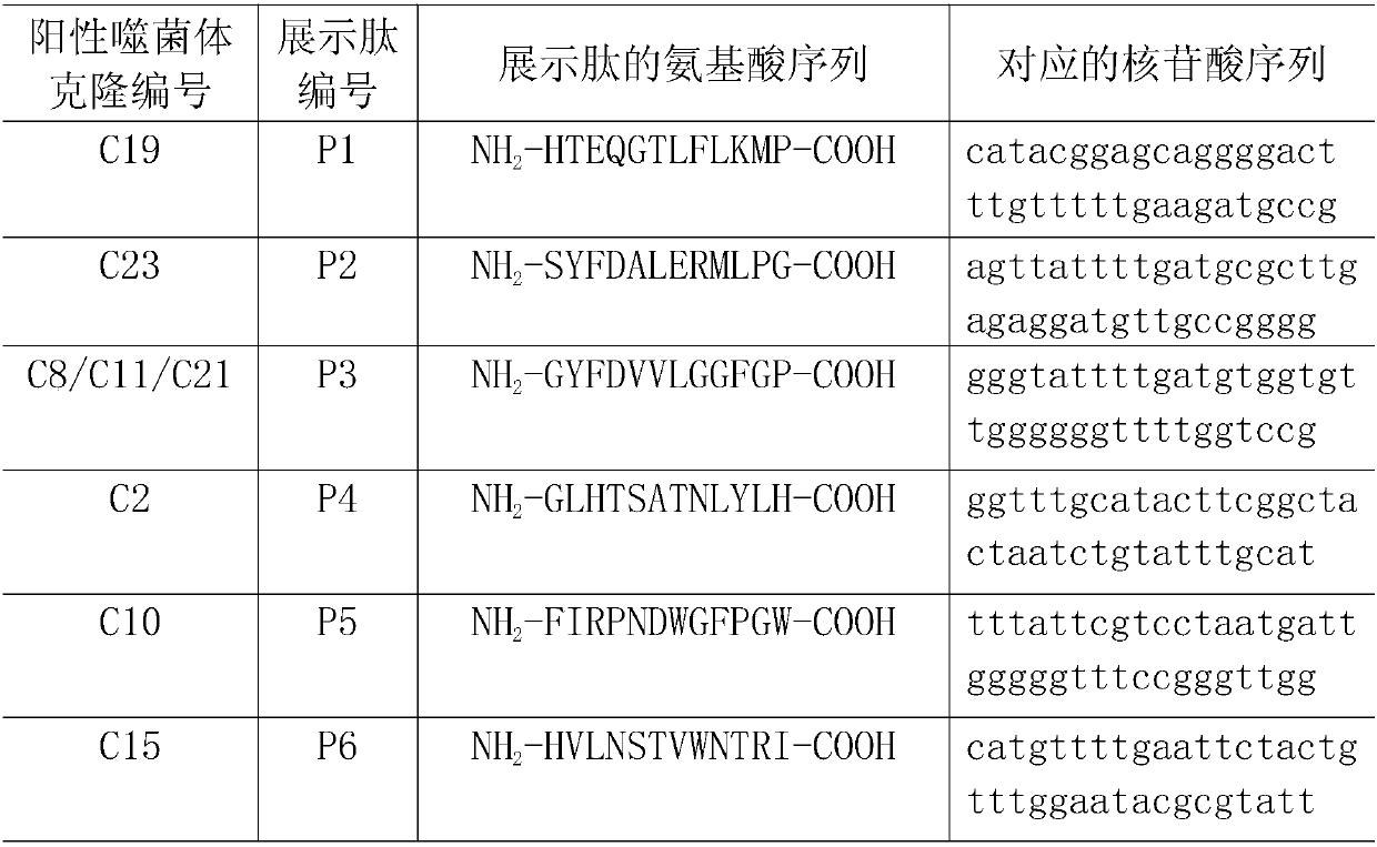 Immunoprotective staphylococcus aureus fnbpa-a protein mimic epitope peptide, mimic epitope peptide composition and application thereof