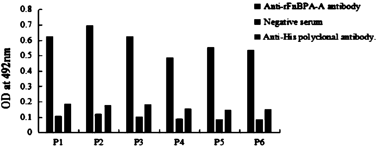 Immunoprotective staphylococcus aureus fnbpa-a protein mimic epitope peptide, mimic epitope peptide composition and application thereof