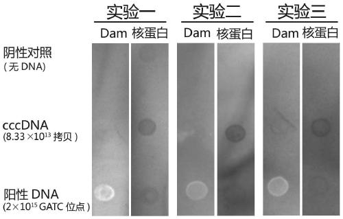 Method for modifying hepatitis B virus with N6-methyladenine in vitro