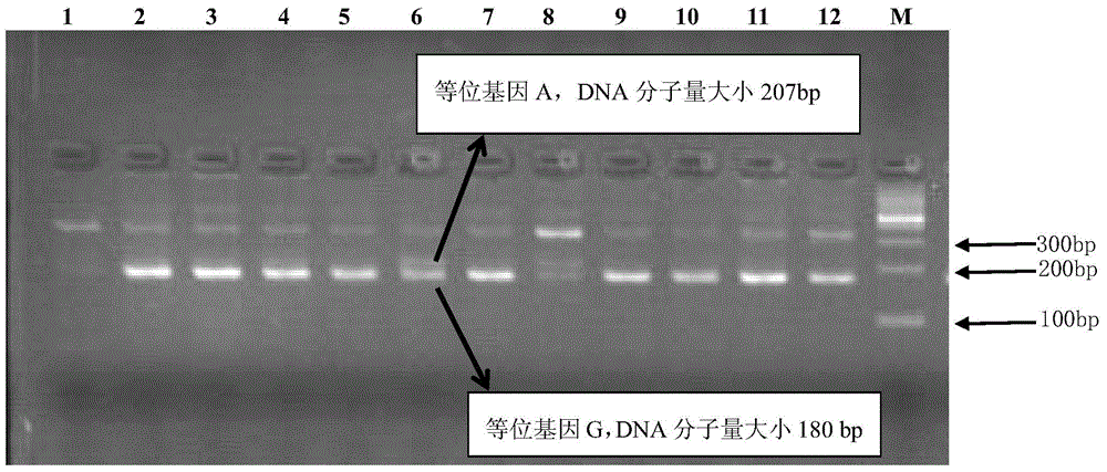 A kind of SNP marker detection primer associated with adductor muscle weight of Pinctada martensii and its application