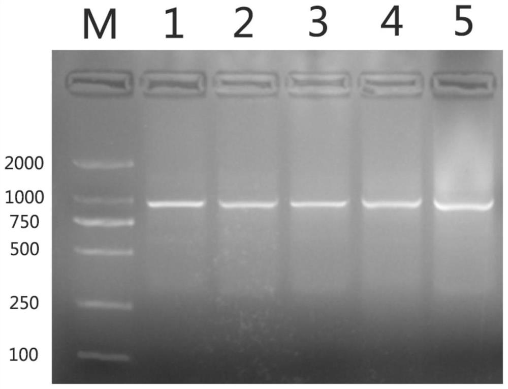 UCP3 gene and molecular marker related to pig intramuscular fat character, and application of UCP3 gene and molecular marker