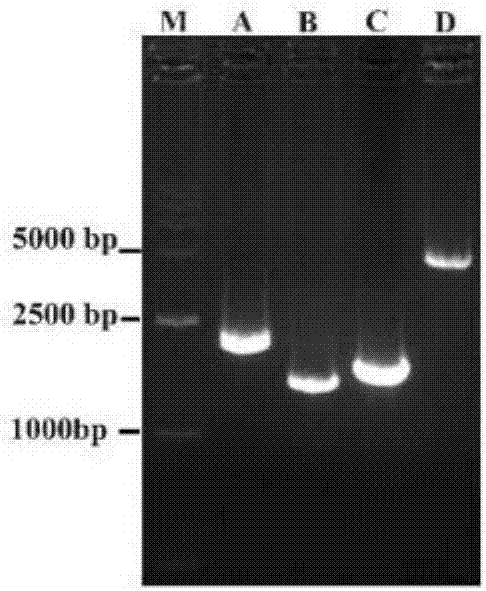 Allele of succinate dehydrogenase B subunit gene sdHB of Corynespora cassiicola and use thereof