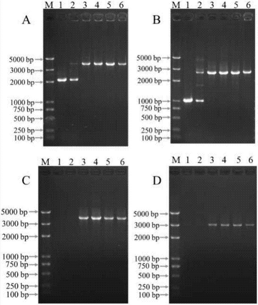 Allele of succinate dehydrogenase B subunit gene sdHB of Corynespora cassiicola and use thereof