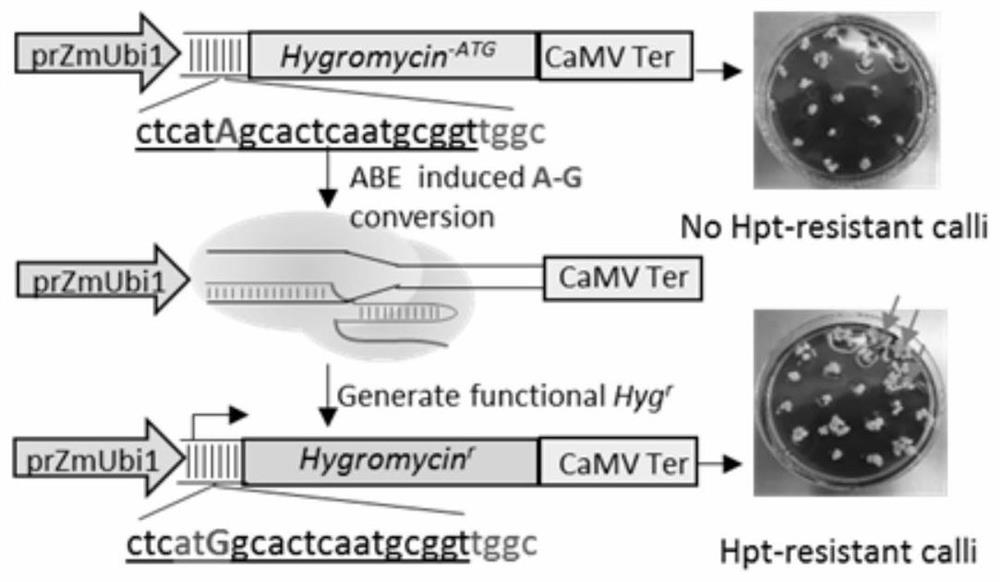 Application of Differential Agent Technology in Cell Enrichment of a·g Base Substitution