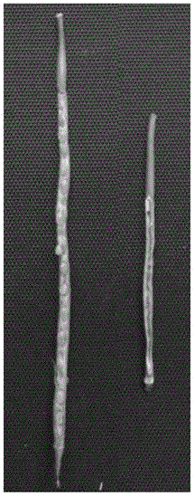 A method of cultivating male sterile plants using a virus-induced gene silencing system