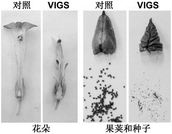 A method of cultivating male sterile plants using a virus-induced gene silencing system