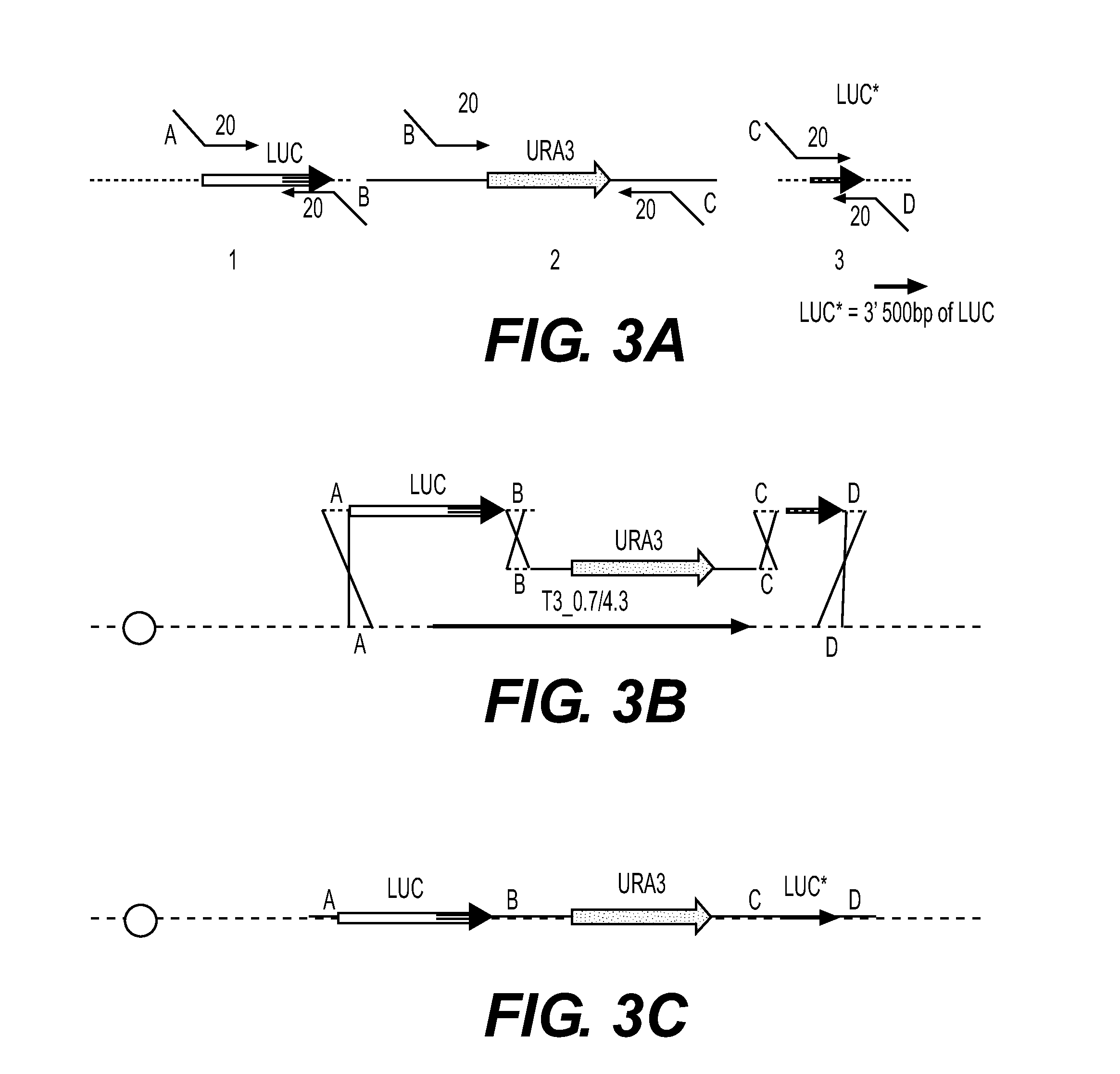 Recombinant phage and methods