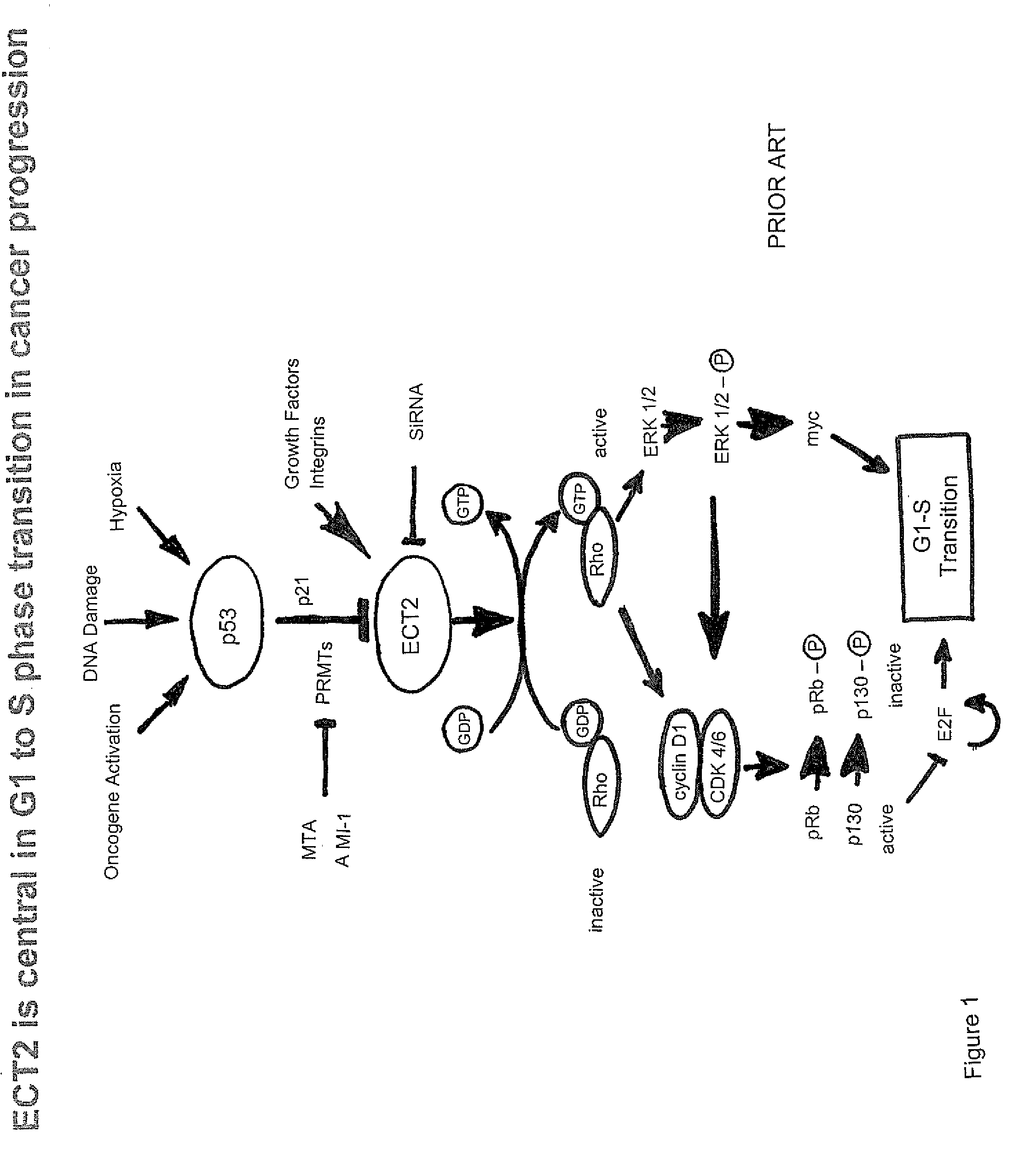 Product and process to regulate a gene network involved in constitutive inflammation and early cancer progression