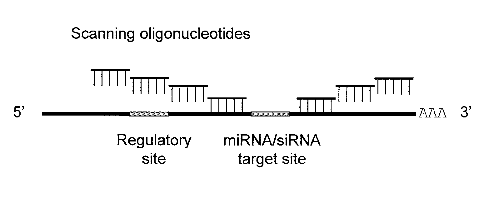 Blocking oligos for inhibition of microrna and sirna activity and uses thereof