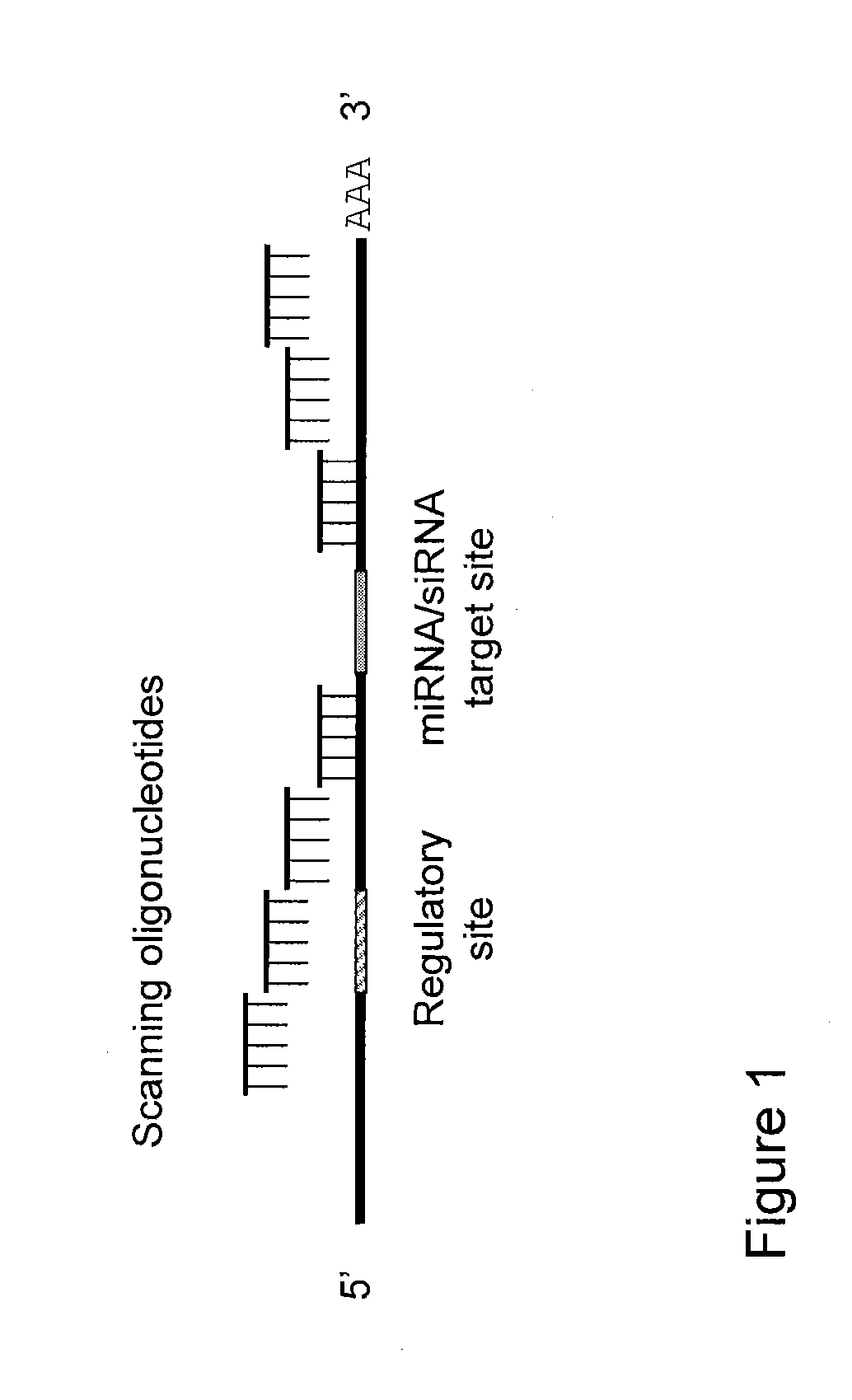 Blocking oligos for inhibition of microrna and sirna activity and uses thereof