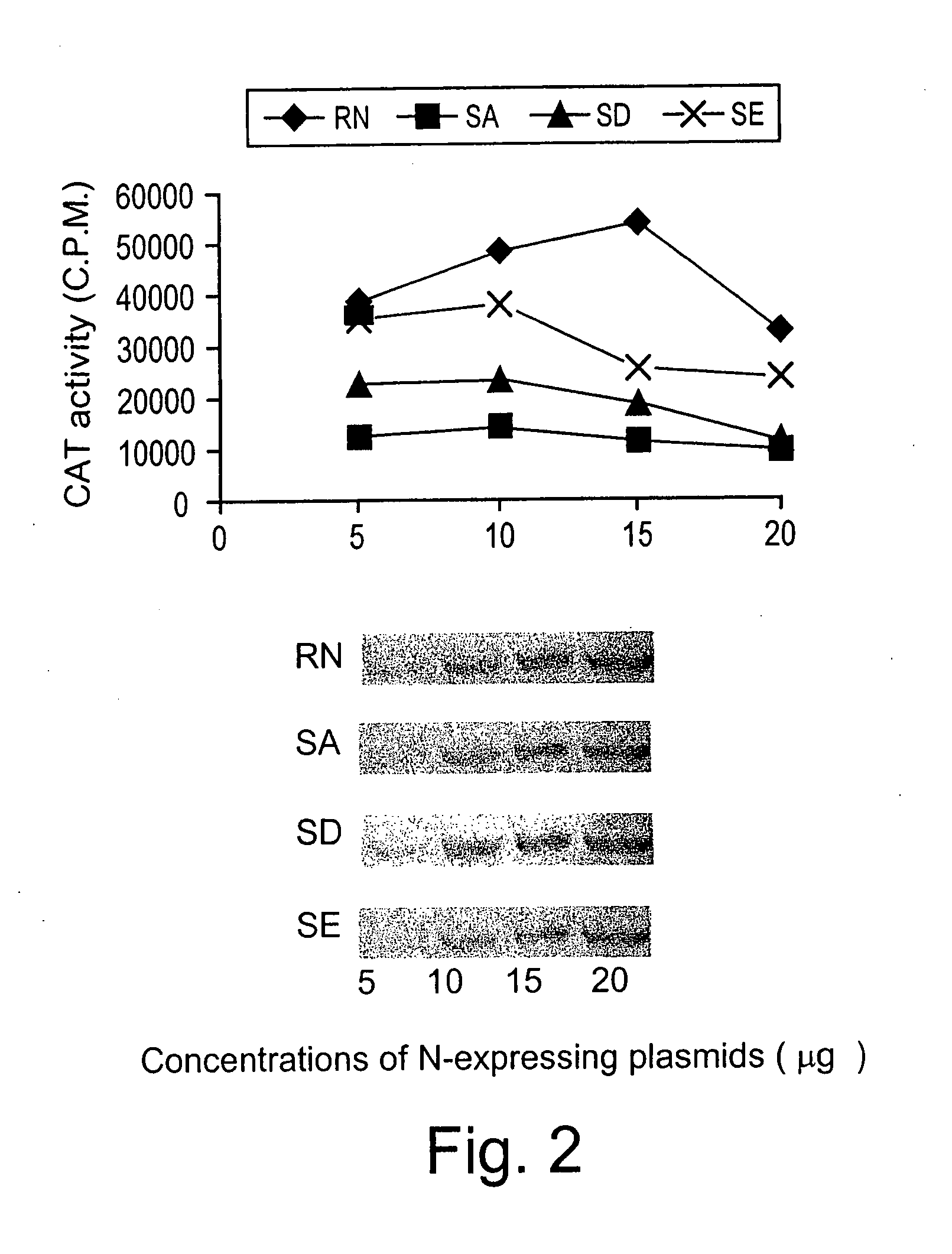 Attenuated rabies virus with nucleoprotein mutation at the phosphorylation site for vaccination against rabies and gene therapy in the CNS