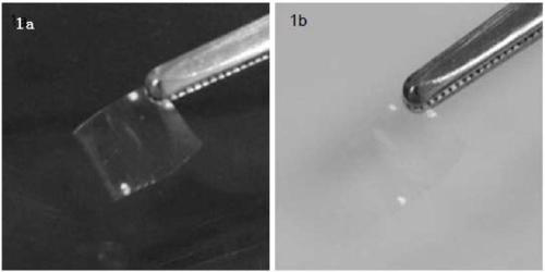 A composite membrane based on gelatin and amino acids and method for culturing limbal stem cells on the membrane