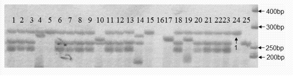 SSR-labeled fingerprint of shiitake mushroom L9319 strain, and application thereof