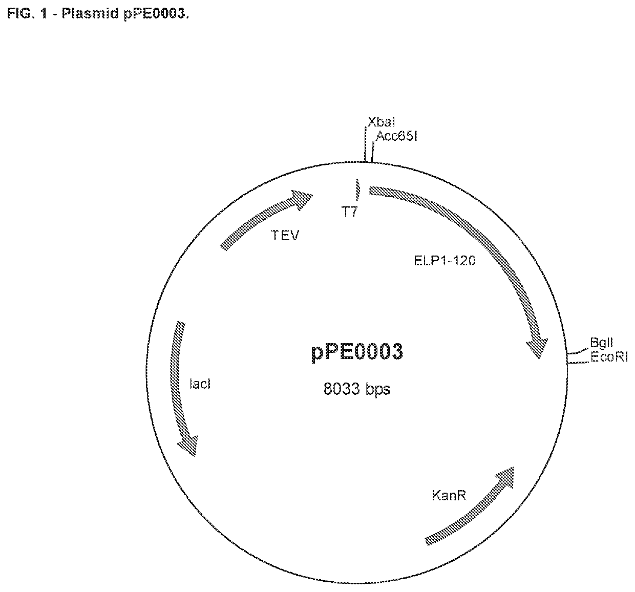 Elp fusion proteins comprising parathyroid hormone for controlled and sustained release