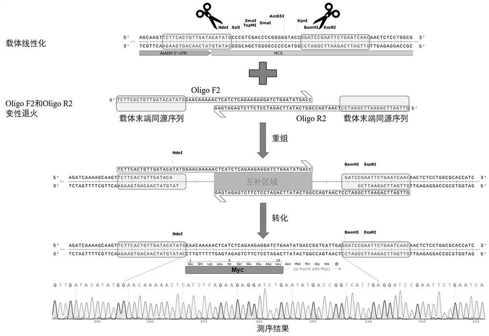A PCR-independent short-fragment cloning method