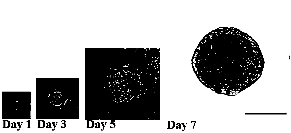 Lacrimal gland stem cell as well as culture system and culture method for lacrimal gland stem cell