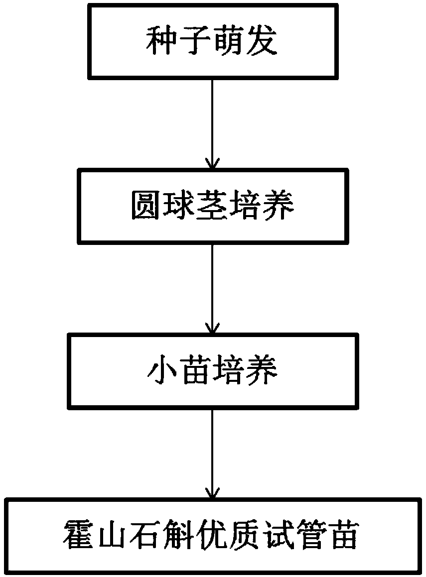 A method for culturing Dendrobium huoshanense tissue culture seedlings using a natural light source tissue culture room