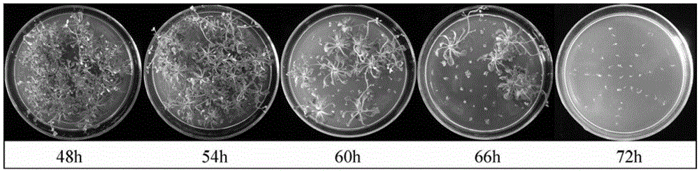 Screening method of allogenic material for promoting vitrification ultra-low temperature storage