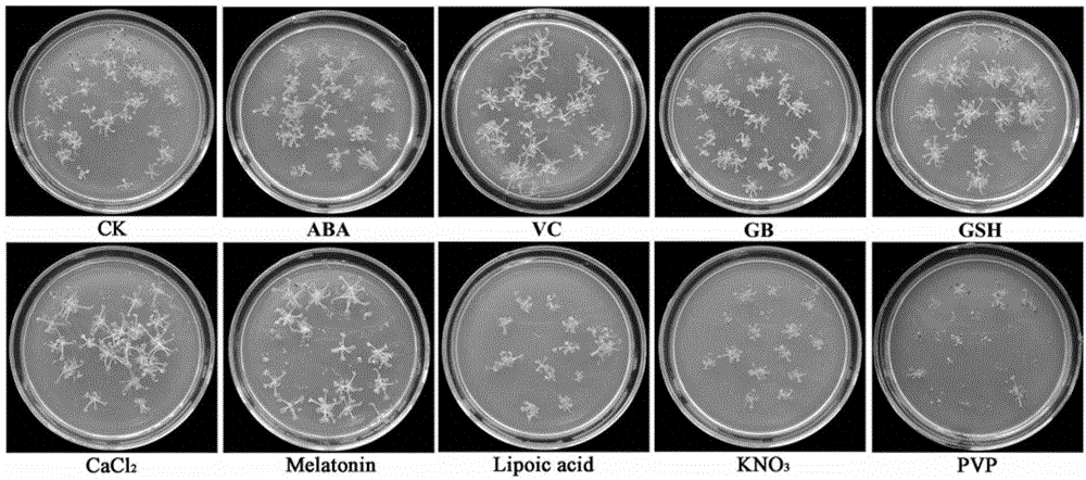Screening method of allogenic material for promoting vitrification ultra-low temperature storage