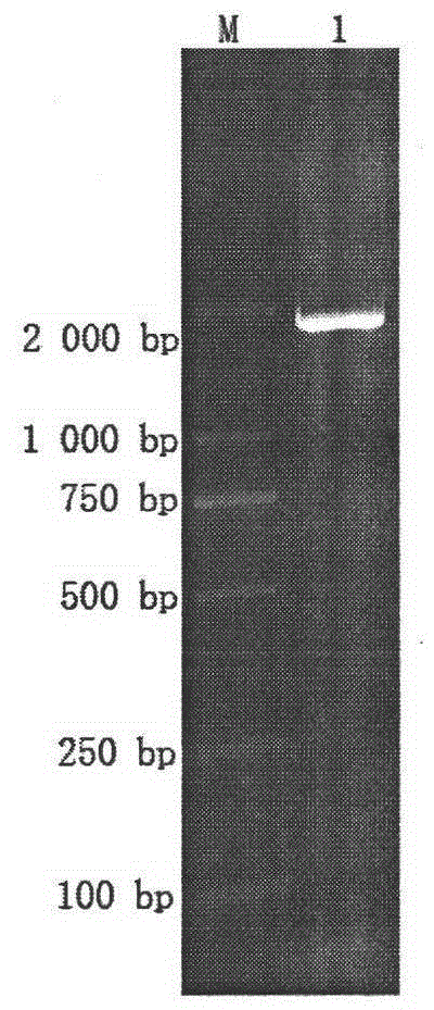 Method of quickly detecting content of cell infective virions in circovirus