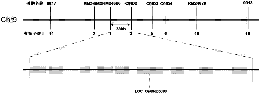 Mutant gene of rice nuclease gene OsGEN-L and application thereof