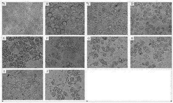 Separation and culture method for dog hepatocytes
