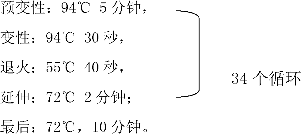 Corn callus specific promoter and cloning method and application thereof