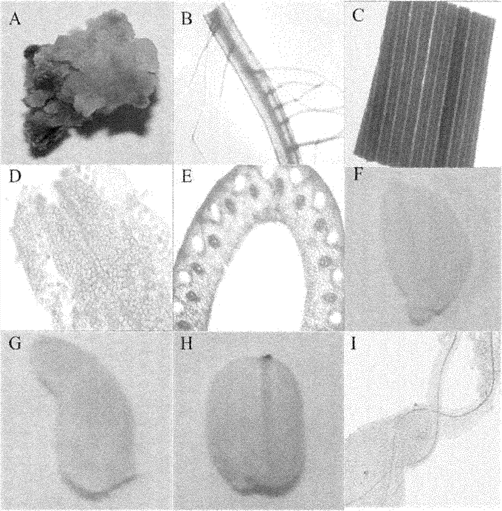 Corn callus specific promoter and cloning method and application thereof