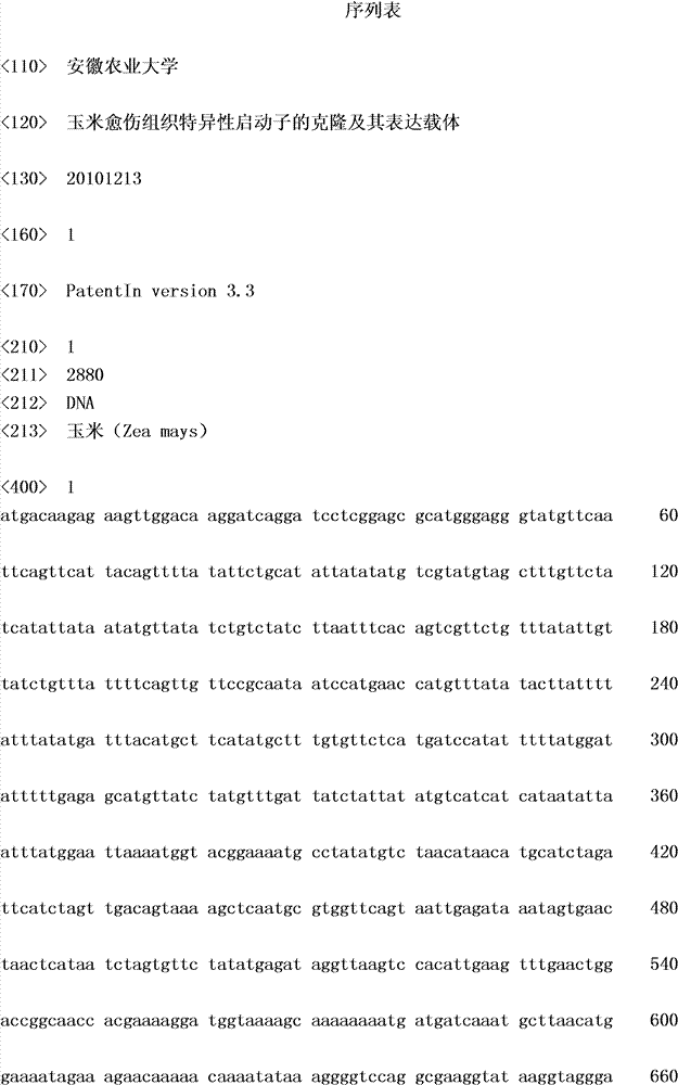 Corn callus specific promoter and cloning method and application thereof