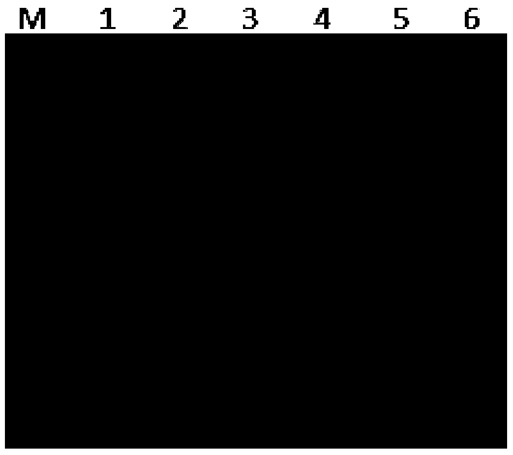 Large yellow croaker c-lectin nattectin gene and its recombinant protein and application