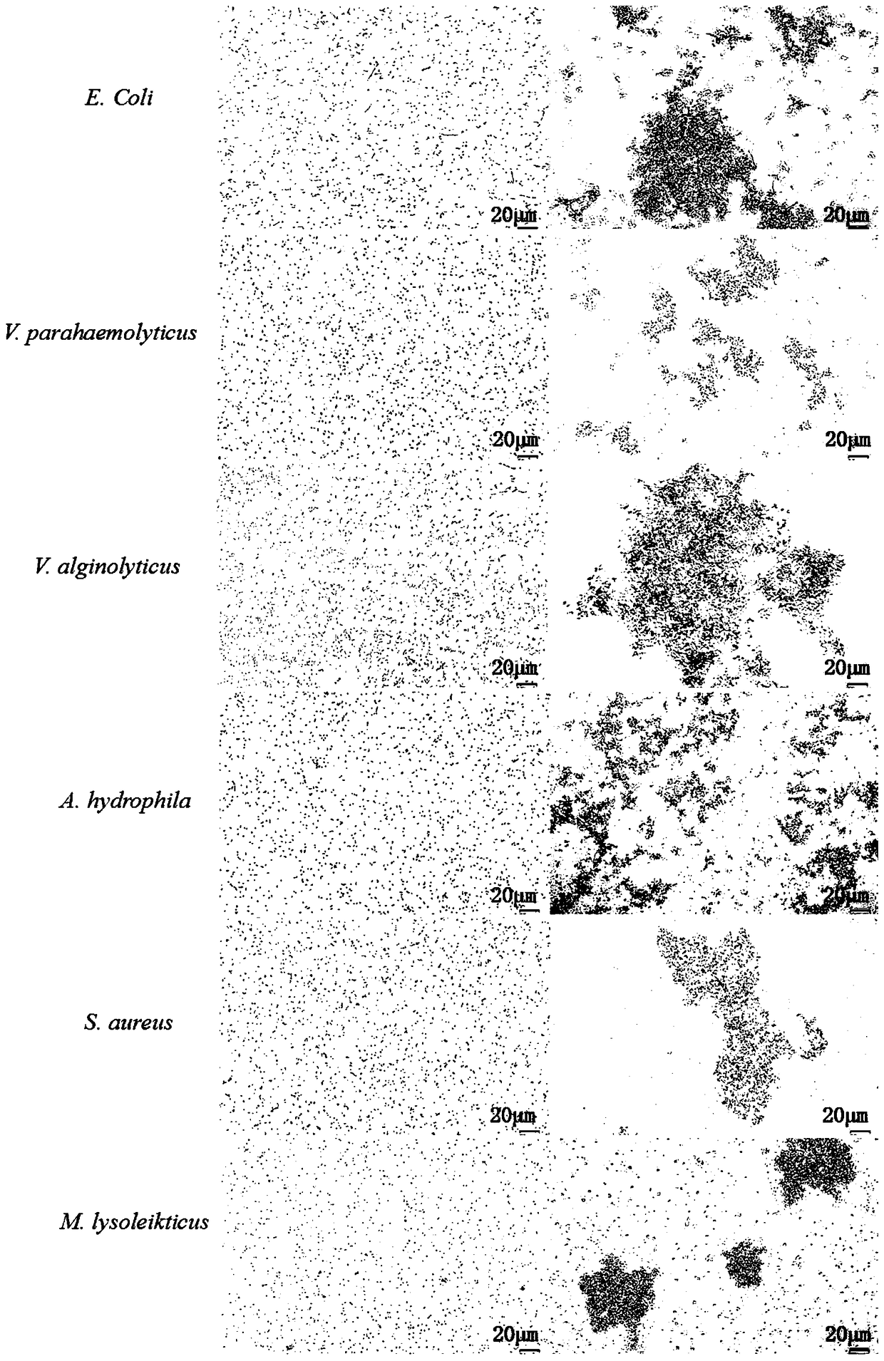 Large yellow croaker c-lectin nattectin gene and its recombinant protein and application