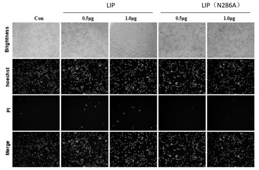A lamprey immune protein lip mutant that can be used as a tumor diagnostic marker