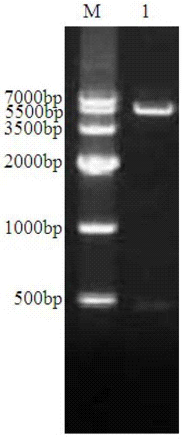 Porcine rotavirus delta VP8* subunit recombinant protein and applications thereof